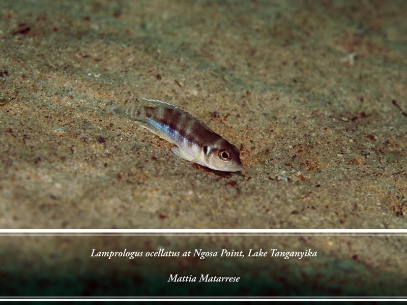 Lamprologus ocellatus 'Ngosa Point'